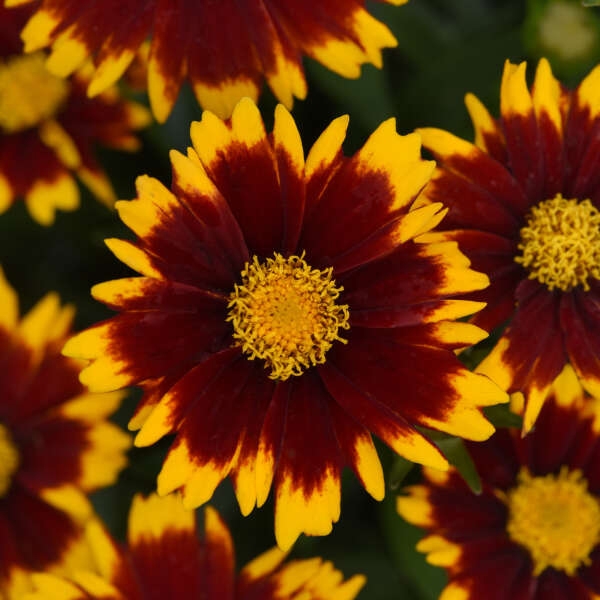 Coreopsis 'Uptick Red' 